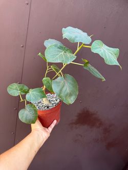 6” ficus petiolaris