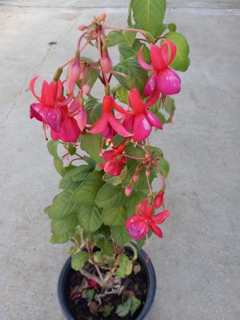 ARETES BEAUTIFUL PLANT BUY NOW 9.00 DLLS