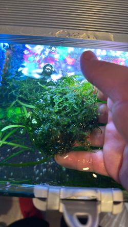Java Moss