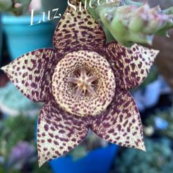 Stapelia Orbea Variegata 🪴🌼🪰