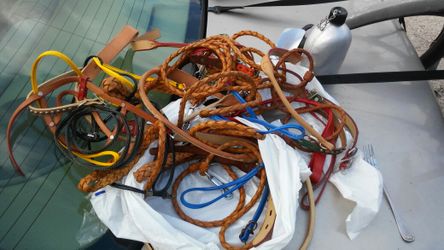 Dog leashes and collars