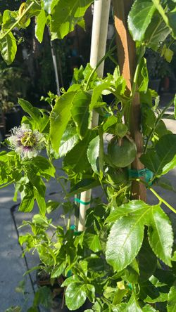 Passion Fruit