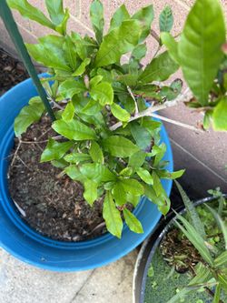 Miracle Fruit Tree