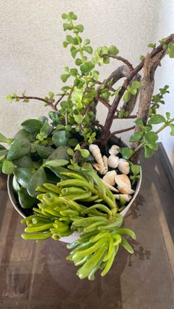 Live plants in pot