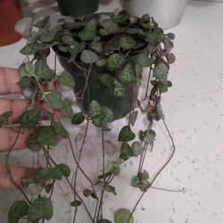 String Of Hearts 
