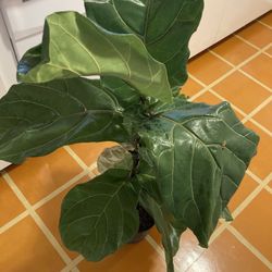Four foot fiddle leaf fig plant 