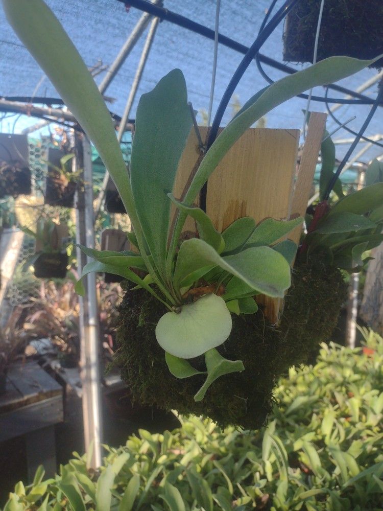 Staghorn Fern For Sale C Description