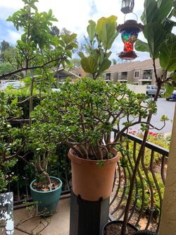 Large Jade Plant organic soil