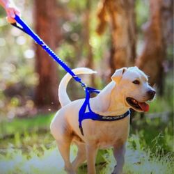 Bungee Leashes & Harness 