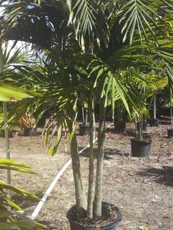 PRICE REDUCED! CHRISTMAS PALM IN 15 GALLONS 5' FEET TALL WITH MULTIPLE TRUNK FOR ONLY $50! ONLY A FEW LEFT