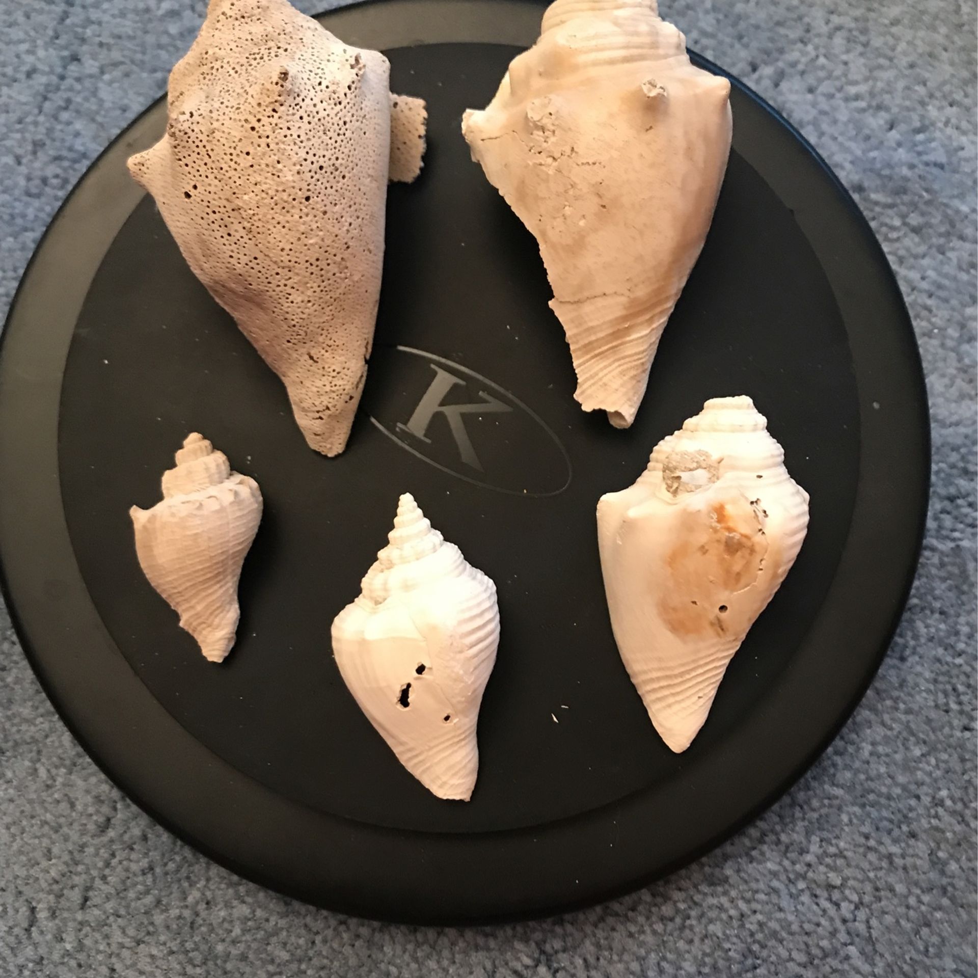 FOSSILIZED FIGHTING CONCH SHELLS
