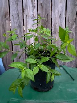 Aztec Dream Herb  plant - Calea zacatechichi - hoja de dios - hierba de suenos planta