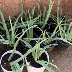 Huge Blowout Sale Clearance On All Plants