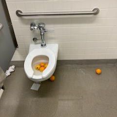 Toilet Full Of Oranges