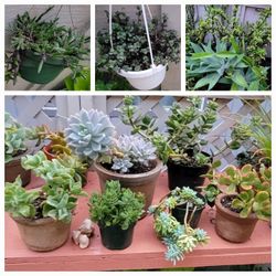 Jade, Cactus, Agave, Succulent & Trailing Plants