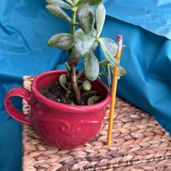 Siempre Viva Planta $10