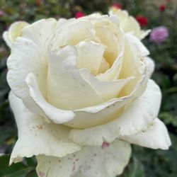 Rosal Blanco / White Rose Plant