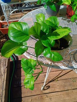Indoor Pothos type plants