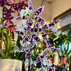 Rare  Oncidium Orchids Big Flower Lan Vu Nu Hoa To