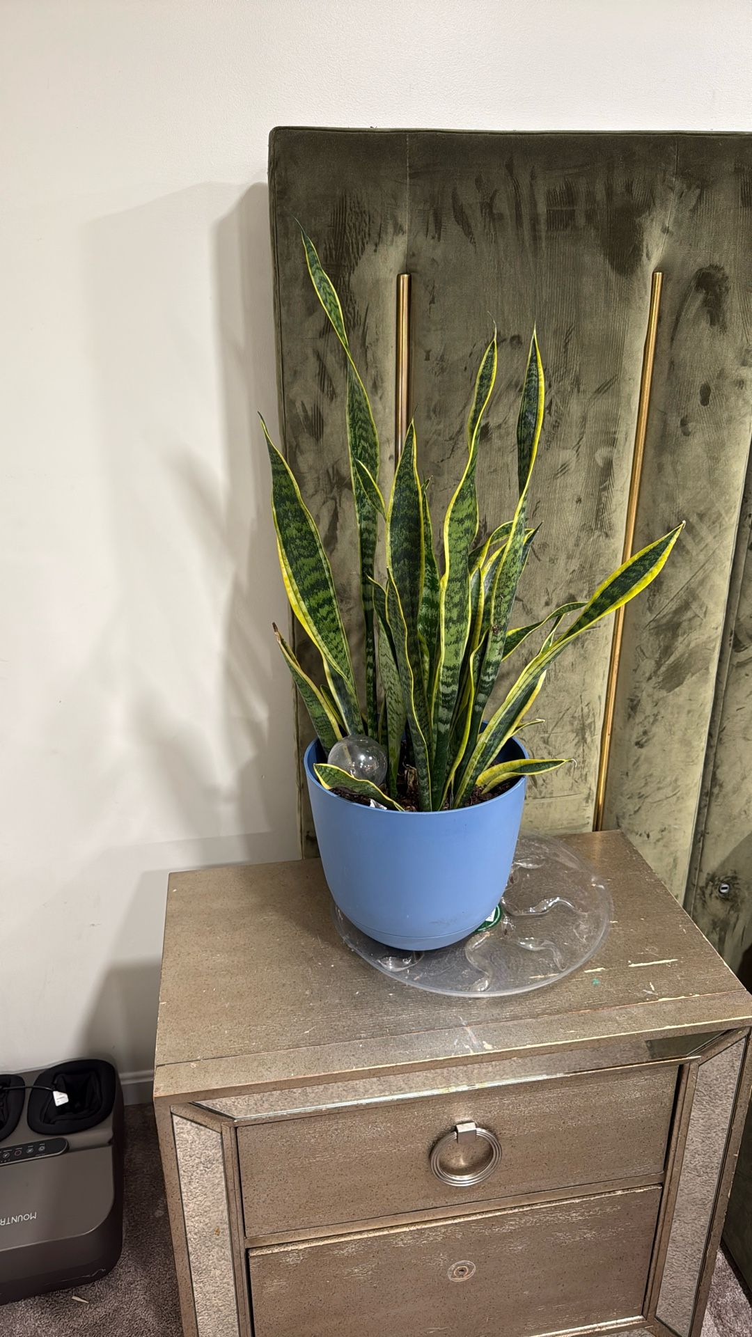 Snake Plant