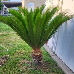 Sago Palm Tree