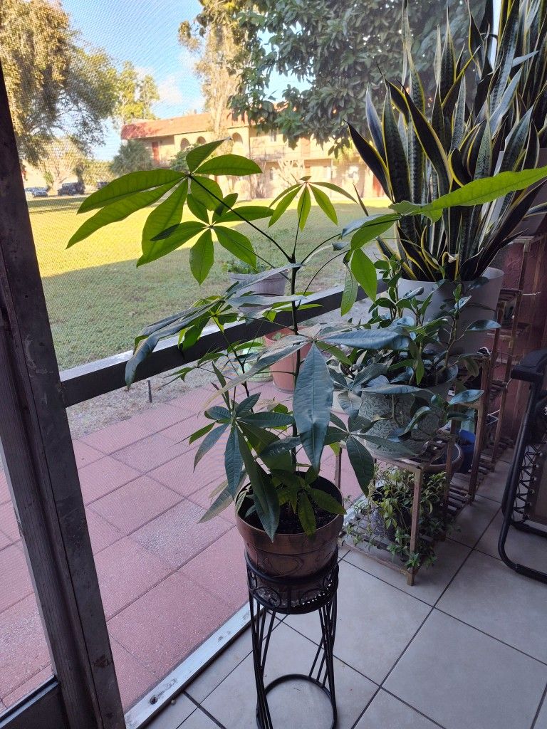 Money Tree Plant With Stand.