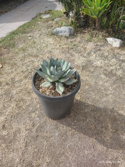 Artichoke agave plant