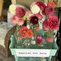 Cut Dahlias For Sale 
