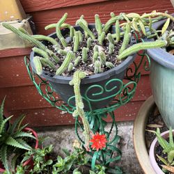 Maceta De Cactus Cacahuate 