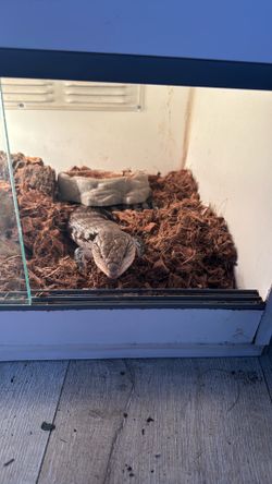 blue tongue skink enclosure
