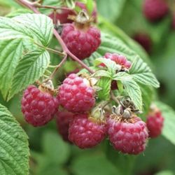 Raspberry Plants