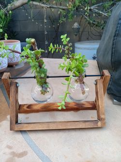 Wooden Propagation Station with 2 Glass Vases. Filled with Easy Care Elephant Plant Succulent