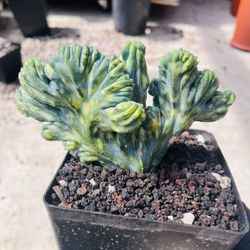 Myrtillocactus Variegated Crest Imported Cactus