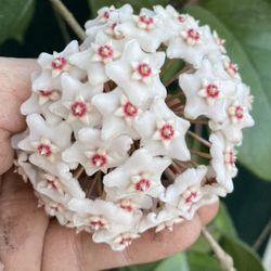 Hoya Fungí Blooming Very Large Plant, In 10 Inch Hanging Por Pick Up Only