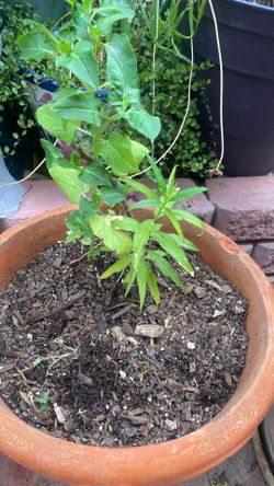 Baby peach tree , India midnight Flowers.