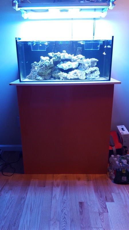 40g catlights Reef Ready fish tank set up