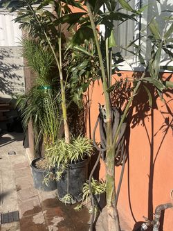 Foxtail Palm