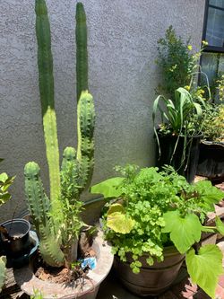 Garden plant