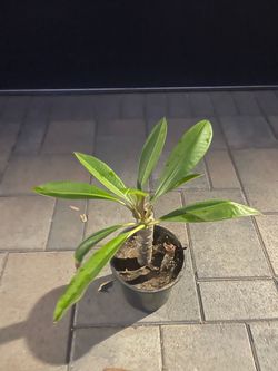 Healthy “Pacific Pearl” Plumeria in a 1-gal container and rooted.