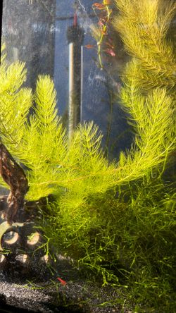 Hornwort Aquarium Plant