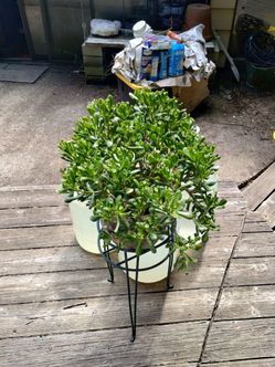 Fall cleanup