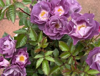 Blue For You rose