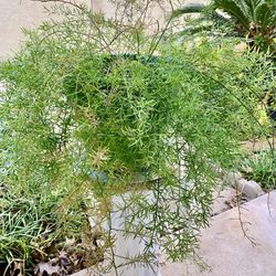 Live Asparagus Plant