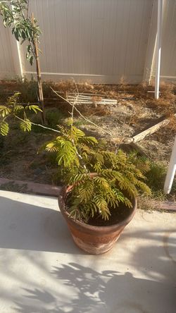 Persian silk tree