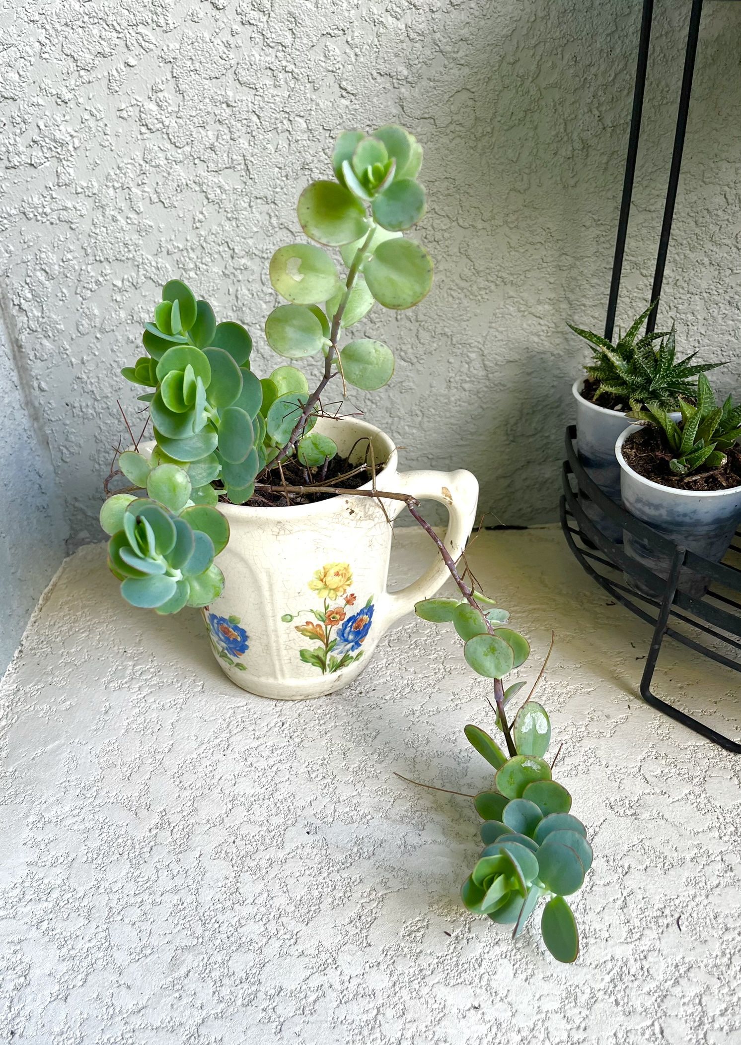 Kalanchoe Marnieriana Plant