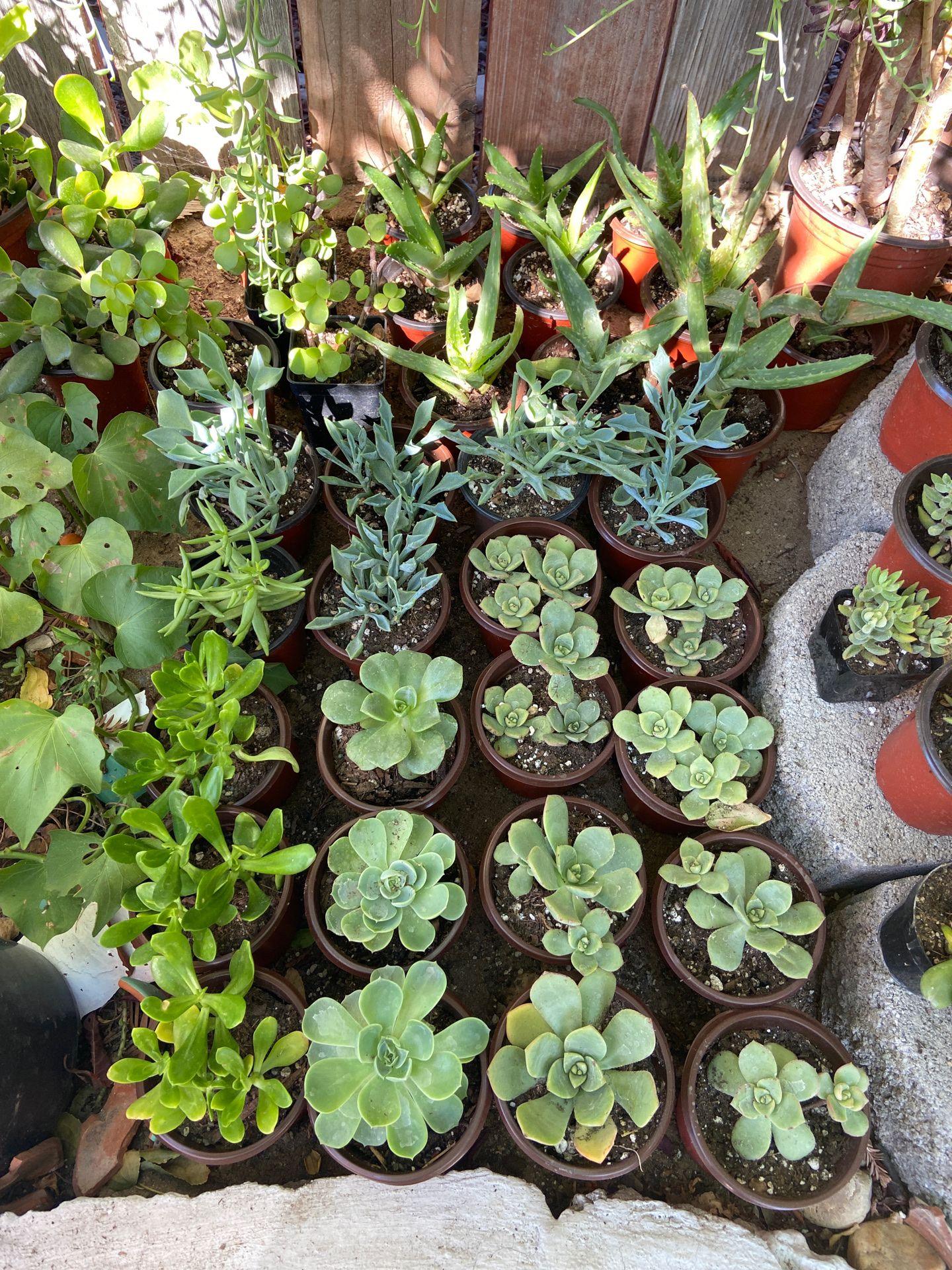 Succulents