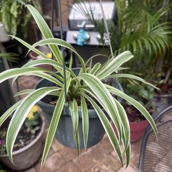 Spider Plant