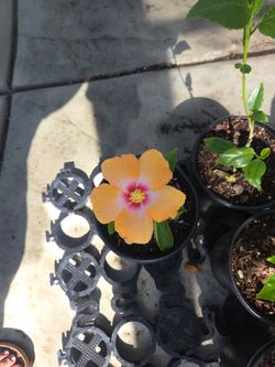 Hibiscus plant