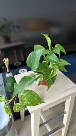Golden Pothos in a nursery pot