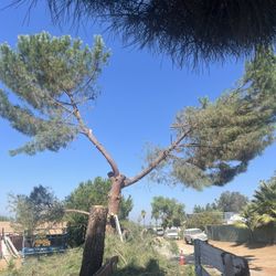 🌳Tree Trimming 🌳